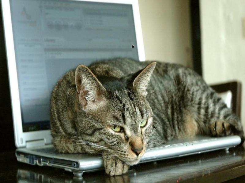 Laptops